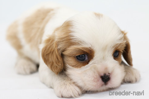 成約済の神奈川県のキャバリアキングチャールズスパニエル-303405の5枚目